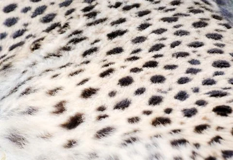 Cheetah background Stock Photos