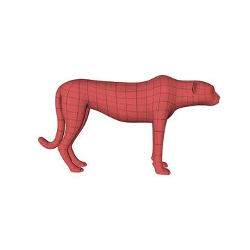 Cheetah base mesh 3D Model