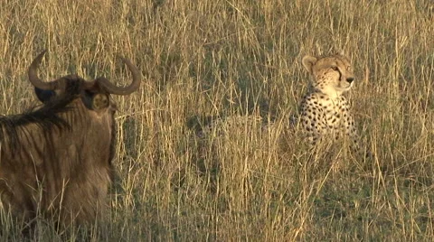 A cheetah becomes attentive next to a wounded wildebeest 動画素材 57918223