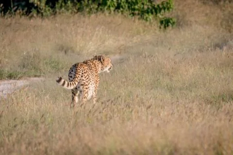 Cheetah from behind in Chobe. Stock Photos