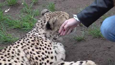 Cheetah being touched by a human Stock Footage 296316279