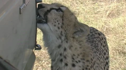 Cheetah bites camera vehicle Stock Footage 22183661