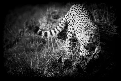 Cheetah with a black background Stock Photos