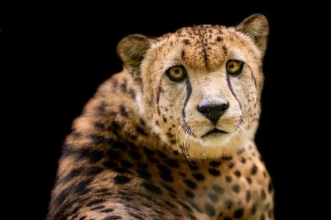 Cheetah with a black background Foto stock