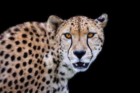 Cheetah with a black background Stock Photos