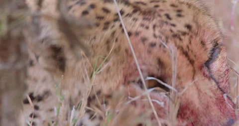 Cheetah with bloodied face in grassy savannah in sunny day Stock Footage 314780153