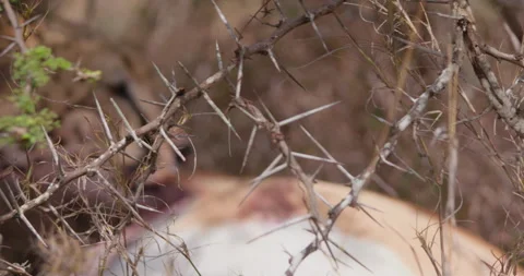 Cheetah with bloody muzzle dragging antelope kill in dry Stock Footage 314785841