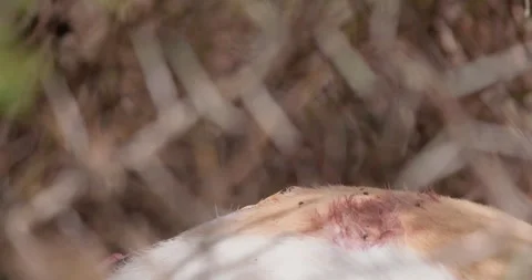 Cheetah with bloody muzzle eating antelope kill in dry grass Stock Footage 314780863