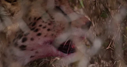 Cheetah with bloody muzzle panting in dry grass in shade Stock Footage 314786694
