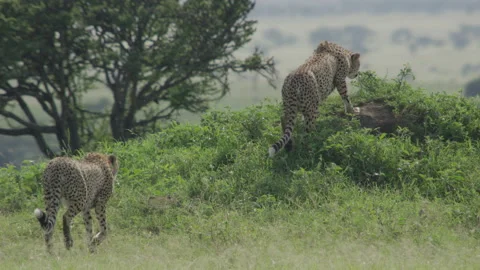 Cheetah brothers Stock Footage 143525335