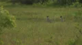 Cheetah Brothers in Green Grass GHFD HD Footage