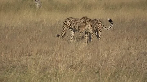 Cheetah brothers keep advancing through tall Etosha grass — Part 7 Stock Footage 322978988