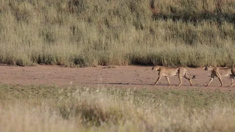Cheetah brothers on the move Stock Footage 186575845