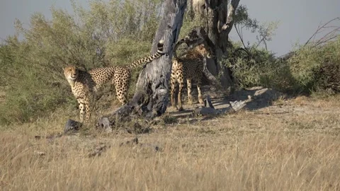 Cheetah brothers pause after marking and look around together — Part 2 Stock Footage 322979051