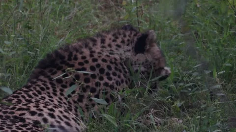 Cheetah in the brush Stock Footage 334572252