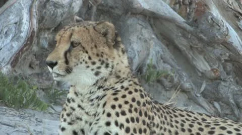 Cheetah bugged by Fly Stock Footage 22141588