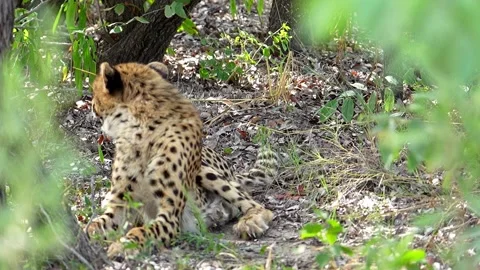 Cheetah in a Bush Okavango Delta Africa Botswana Video stock 314893653