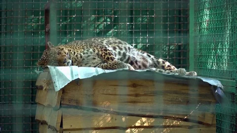 Cheetah in the cage in the zoo Stock Footage 76090422
