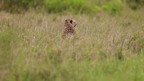 Cheetah calling Stock Footage 266823839