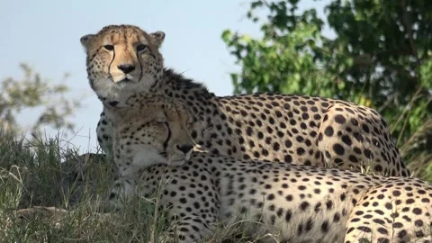 Cheetah Calm close‑up on two heads at rest — Part 7 Stock Footage 320844932