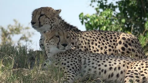 Cheetah Calm close‑up on two heads at rest — Part 5 Stock Footage 320845010