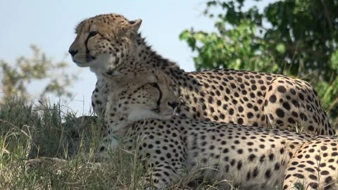 Cheetah Calm close‑up on two heads at rest — Part 6 스톡 동영상 320845029