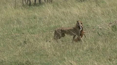 CHEETAH CARRIES KILL 库存影片 16413457