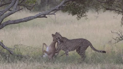 A cheetah catching an Impala Stock Footage 329358593