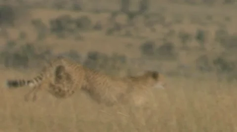 Cheetah chase Stock Footage 22194425