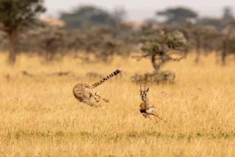 Cheetah chasing Thomson gazelle among whistling thorns Stock Photos