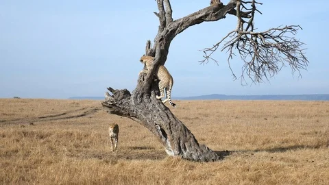 Cheetah climbing tree (4K) Stock Footage 107951995