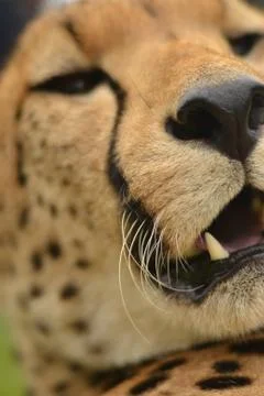 Cheetah up close 1 Stock Photos