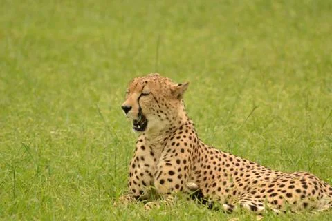 Cheetah up close 13 Stock Photos