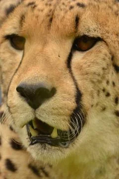 Cheetah up close 3 Stock Photos