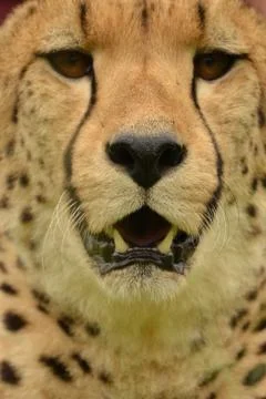 Cheetah up close 4 Stock Photos