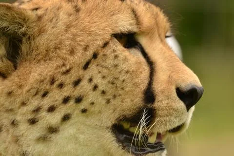 Cheetah up close 5 Stock Photos