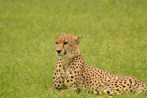 Cheetah up close 7 Stock Photos