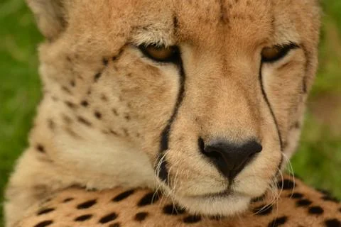 Cheetah up close 8 Stock Photos