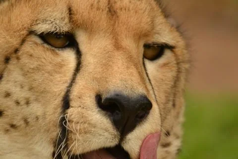 Cheetah up close 9 Stock Photos