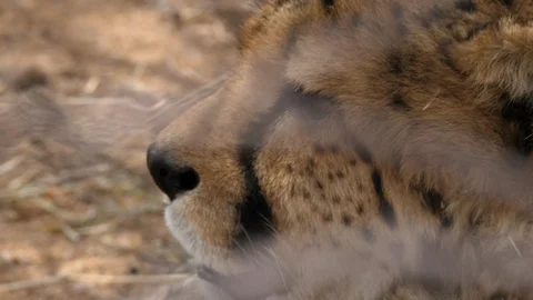 Cheetah close-up in Cheetah Conservation Fund, Namibia safari, Africa in 4K Stock Footage 90806216