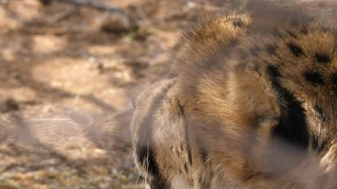 Cheetah close-up in Cheetah Conservation Fund, Namibia safari, Africa in 4K Stock Footage 90806335