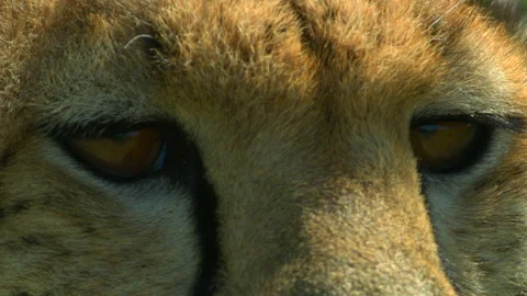 Cheetah close up eyes Stock Footage 201924369