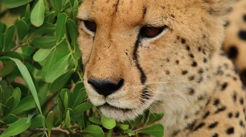 Cheetah close up of face by bush Stock Footage 59691285