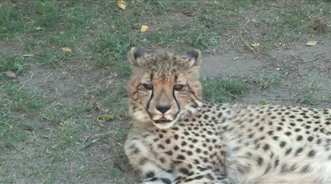 Cheetah close up Stock Footage 904667