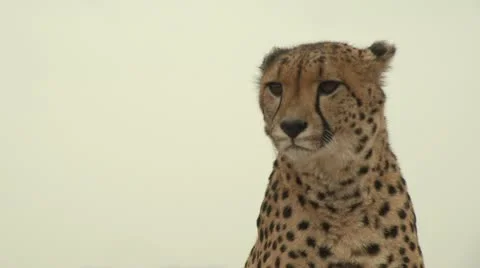 Cheetah close up Stock Footage 10989081