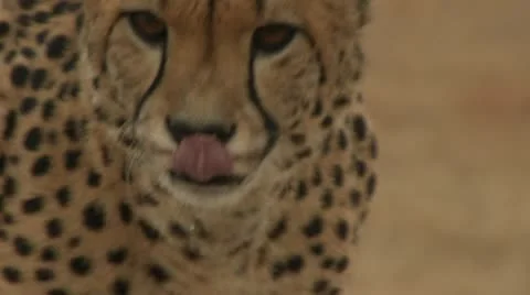 Cheetah close up Stock Footage 10989083