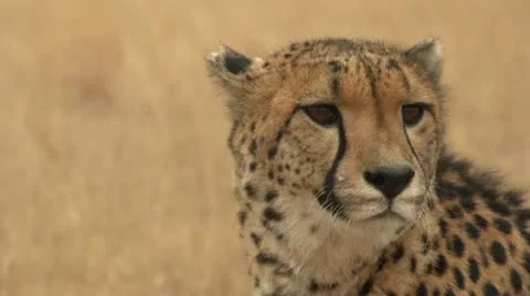Cheetah close up Stock Footage 10989084