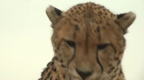 Cheetah close up Stock Footage 10989091