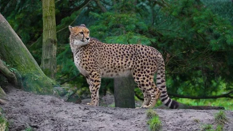 The cheetah close up. Stock Footage 230237015