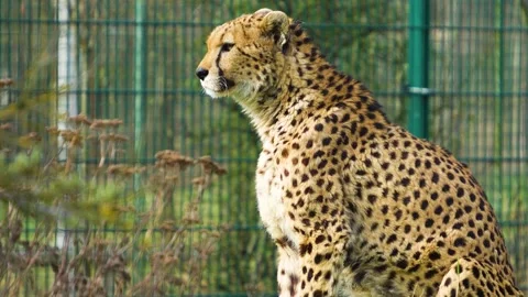 A cheetah close up Stock Footage 270833250